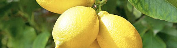 Limoni i Artë - Fruti i Vërtetë i Jetëgjatësisë