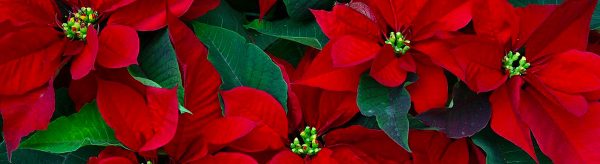 Lulja e Kuqe e Krishtlindjeve – Si të Kujdeseni për ta Patur sa më Gjatë në Shtëpi