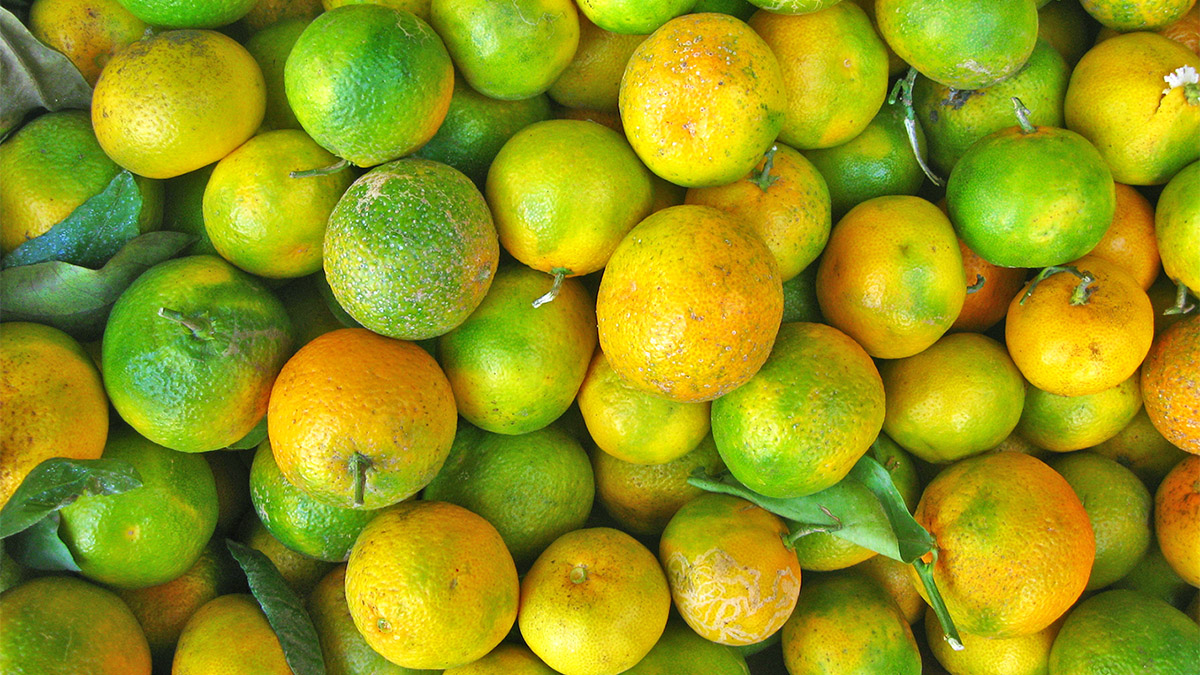 Mandarinat e Gjelbra Shqiptare - Fuqitë e Forta Natyrore Kundër Problemeve Shëndetësore