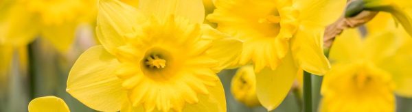 Si Të Kujdeseni Dhe Të Rrisni Lulen e Narcisit