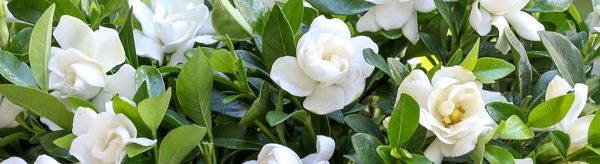 Si të Mbillni dhe të Kujdeseni për Lulen e Gardenias