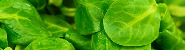 Valeriana e Gjelbër - Një Thesar Vitaminash dhe Mineralesh