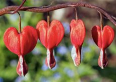 Zemërpikon - Lulja magjike që shëron zemrat dhe mendjet