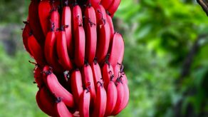 Bananet e Kuqe dhe Llojet e Tjera të Frutit të Famshëm
