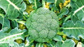 Brokoli - Si Ndihmon Kundër Qelizave Tumoriale