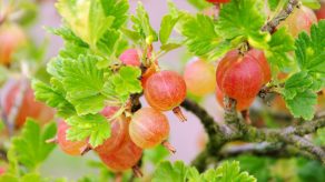 Çaji i Rrushit të Serezit – 7 Përfitimet Shëndetësore që Duhet të Dini