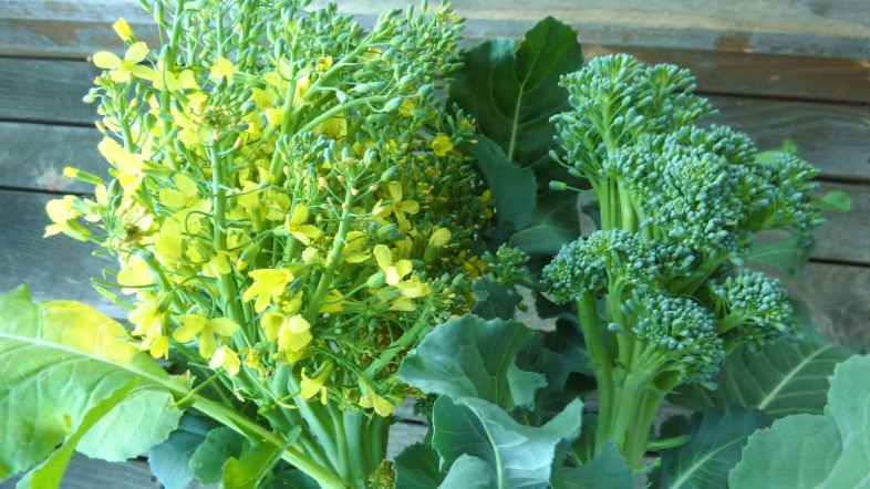 Lulet e Brokolit, Surprizat e një Perimeje Plot Vlera