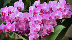 Mrekullia e Vlerave të Orkidesë për Shëndetin
