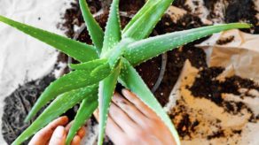 Si të Kujdeseni për Bimën e Aloe Verës në Shtëpi