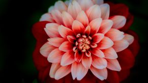 Dahlia - Lulja Plot Shije jo Vetëm nga Bukuria